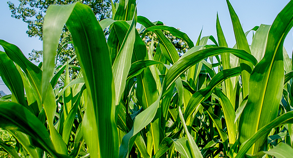 農(nóng)業(yè)范疇